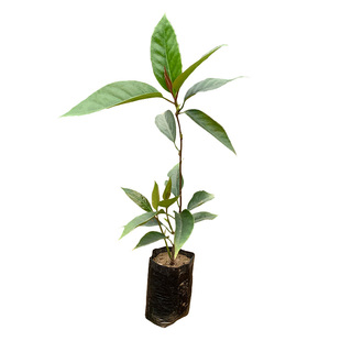 果树苗布福娜野生黑老虎树苗水果苗爬藤酒饭团南北方种植当年结果