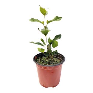 海蒂的花园欧洲粉星地中海荚蒾多年生花灌木绿化花卉植物盆栽苗