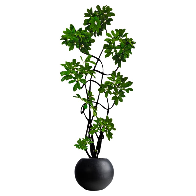 造型鸭脚木大型客厅大盆栽绿植物鸭掌木鹅掌柴室内落地式四季常青