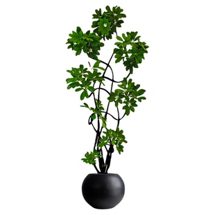 造型鸭脚木大型客厅大盆栽绿植物鸭掌木鹅掌柴室内落地式四季常青