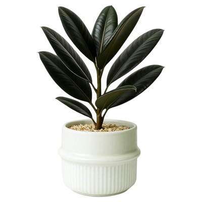 黑金刚橡皮树北欧风小盆栽室内植物办公室工位桌面绿植摆件好养活