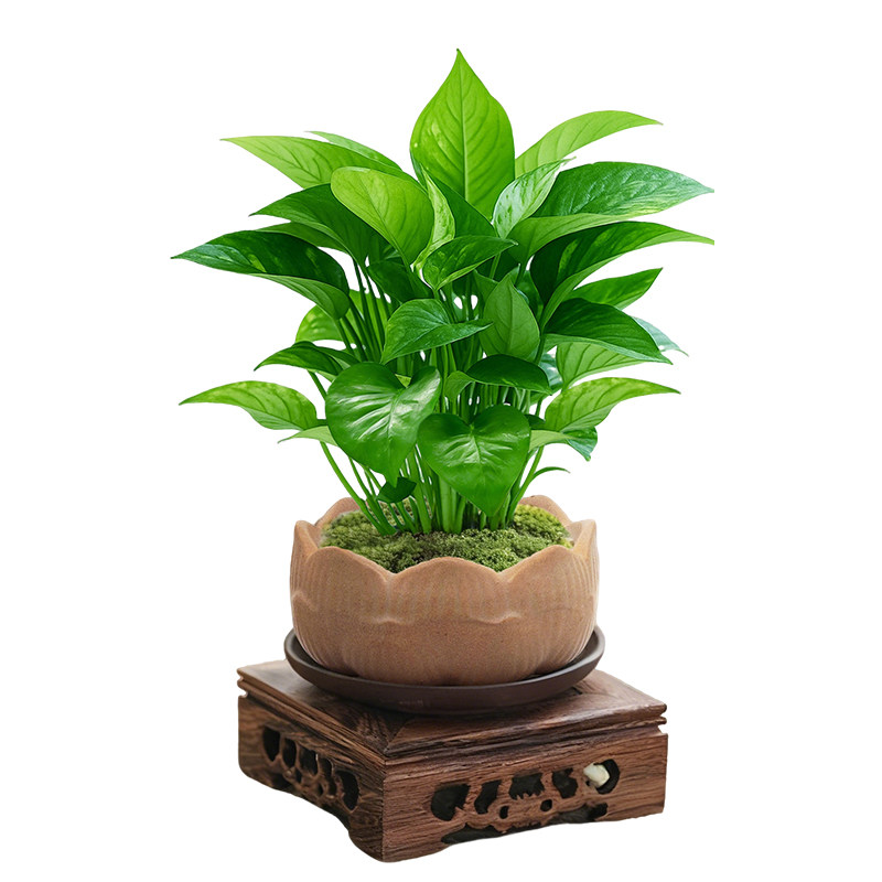 室内精品绿萝植物小盆栽净化空气