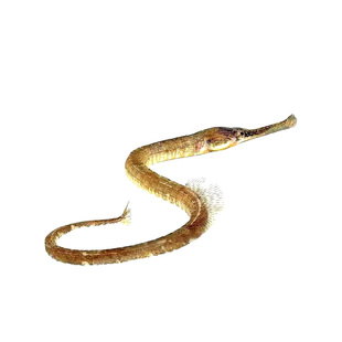 红腹海龙鱼淡水淡化红腹小海龙热带淡水观赏活体鱼