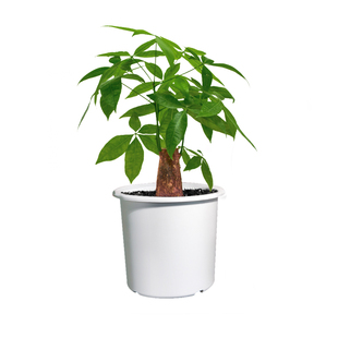 美莳种发财树的专用花盆双层大套盆树脂塑料控根透气超陶瓷青山盆