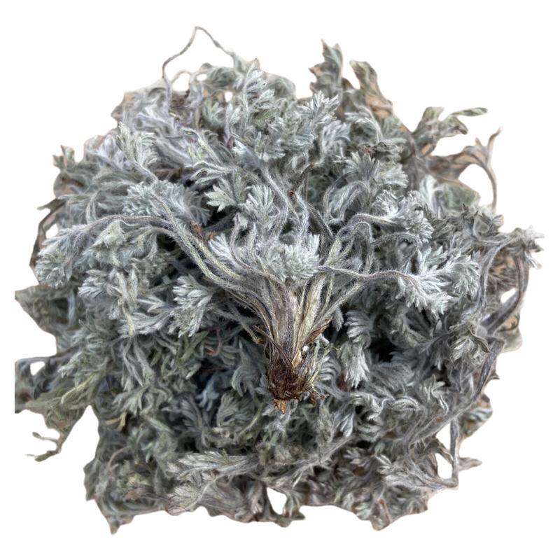 2026年的绵茵陈白蒿整颗干净无杂