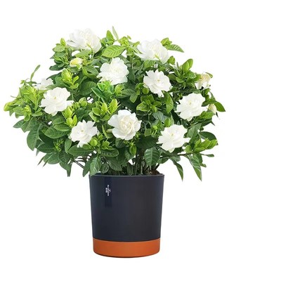 精品栀子花盆栽带花苞收到即赏！