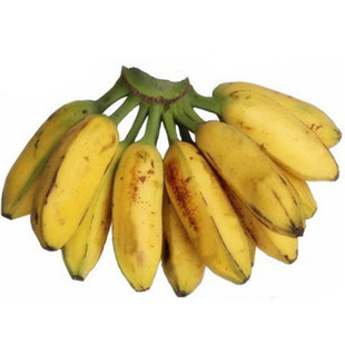芭蕉新鲜5斤水果香蕉无公害大蕉香蕉粉蕉小米蕉banana非皇帝蕉