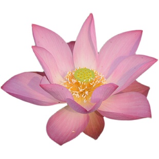 【临安春雨】碗莲乌托邦-中小型 阳台窗台盆栽院水生观赏荷花种藕