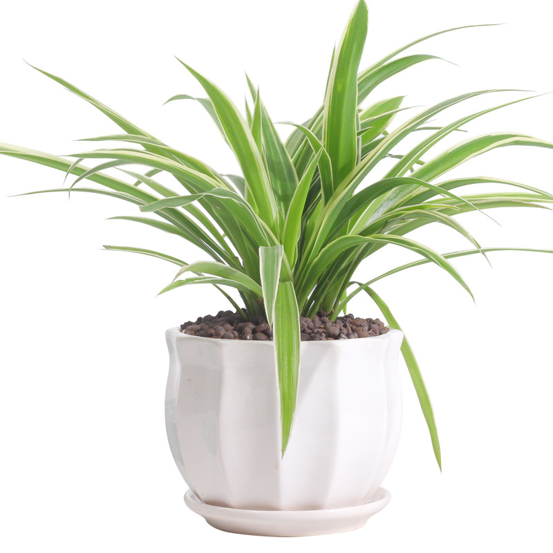 金边吊兰盆栽植物室内垂钓好养花卉盆栽新房阳台客厅净化空气绿植