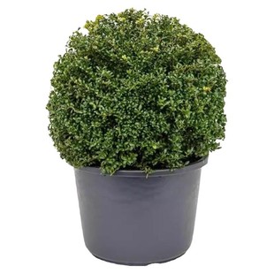 冬青先令球庭院绿化耐寒四季常青风景树盆栽地栽一直圆满冬青先令