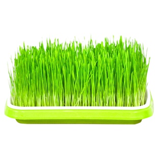 芽苗菜种子水培蔬菜室内红油香椿豌豆花生芽豆苗绿豆黄豆黑豆芽菜