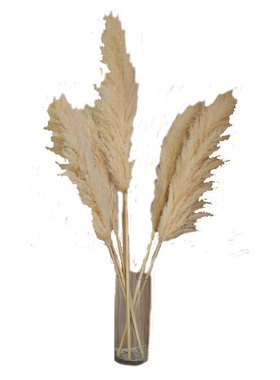 网红芦苇干花摆件仿真
