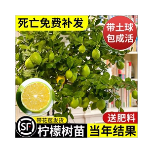 香水柠檬树苗盆栽水果树果苗南北方室内庭院名贵四季种植当年结果