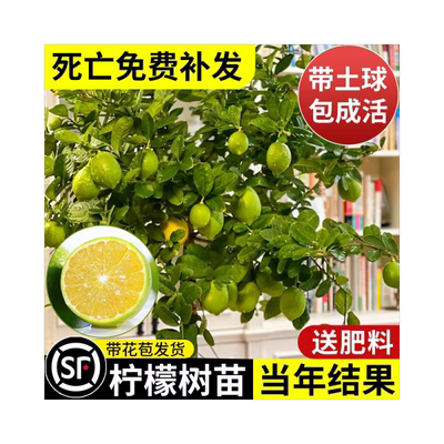 【即可结果】香水柠檬树苗盆栽