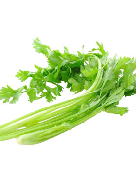 四季小香芹菜苗种子芹菜苗秧蔬菜种籽种白孑各种秧苗根苗菜苗批发