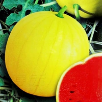 Золотые саженцы арбуз