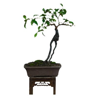 四川金弹子造型盆景观果