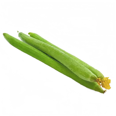 长丝瓜苗四季播种夏季开花高产易种蔬菜苗基地直发蔬菜种孑秧苗