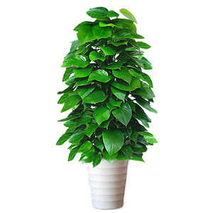 大叶绿萝柱大型盆栽客厅绿植好养活室内吸甲醛净化空气办公室绿箩