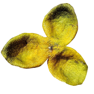 新会2025年陈皮二红皮老树圈枝茶枝柑鲜陈皮干广东特产官方旗舰店