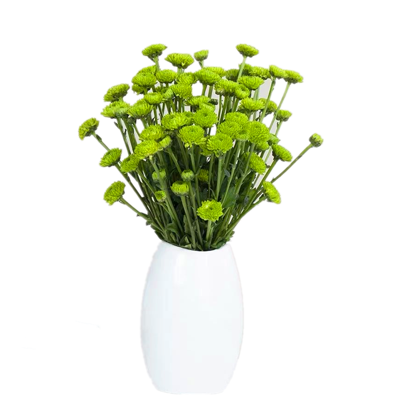 清新小雏菊插花云南昆明