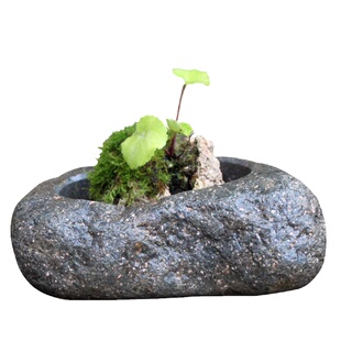 天然鹅卵石盆原生态多肉菖蒲铜钱草原石鱼缸创意水仙盆禅意花盆