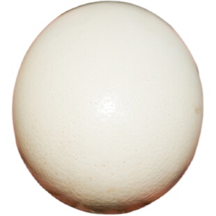 特大新鲜蛋鸵鸟蛋送底座新年升职加薪三八节送礼品土豪食用巨蛋顺