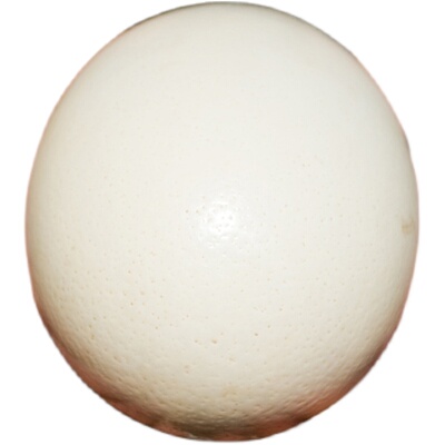 特大新鲜鸵鸟蛋营养高节日送礼品