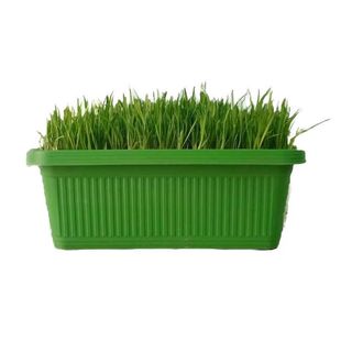 黄韭菜盆栽南宫特产有机水培韭菜带盆绿色蔬菜礼品韭菜根栽好农家