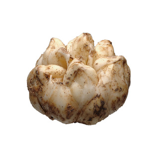 2025宜兴新鲜大百合特产纯农家食用无硫小百合500g1000g2500g微苦