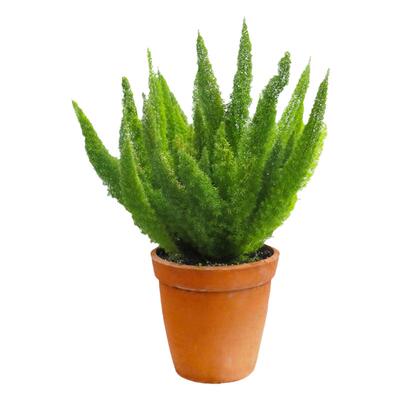 盆栽苗狐尾天门冬海蒂花叶