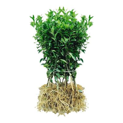 果树苗砂糖橘嫁接无核树苗