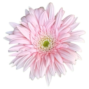 花彩卷边高杆非洲菊盆栽苗亚丁阳台夏季耐热多年生扶郎花香格里拉