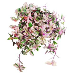 婚礼吊兰锦盆栽油画吊兰垂藤植物紫露草客厅庭院阳台花卉荷兰进口