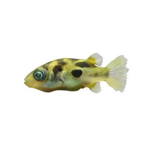 巧克力娃娃鱼河豚除螺蜗虫克星活体潜水艇草缸宠物小型热带观赏鱼