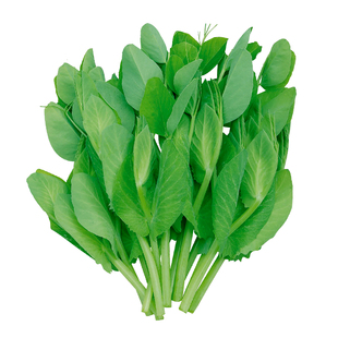 四川大无须豌豆尖种子种籽胖豌豆苗四季秋季蔬菜籽种孑碗豆芽苗菜