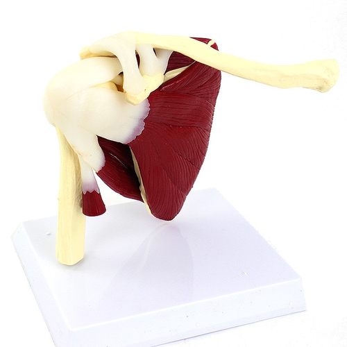 厂家肩袖肌群模型附模型人体骨骼骨架肩关节模型模肌肉肩关节模型