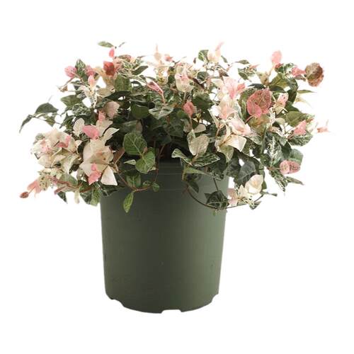 彩叶络石花苗盆栽花叶络石吊兰四季垂吊藤植物花庭院绿植花卉包邮