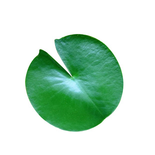 浮萍水草植物鱼缸造景冒泡水培一叶莲水芙蓉水葫芦睡莲净水真水草