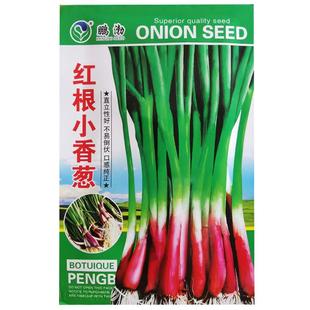 红根小香葱种子红皮葱头四季葱种籽分葱春秋阳台农家盆栽蔬菜种孑