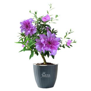 皋月杜鹃岸牡丹带香味四季花卉盆栽名贵品种树苗阳台庭院好养植物
