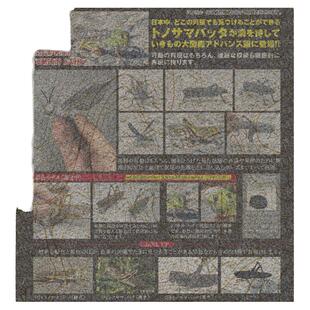 有货 万代 扭蛋 生物大图鉴 飞蝗 蝗虫 蚂蚱 草蜢 仿真动物昆虫