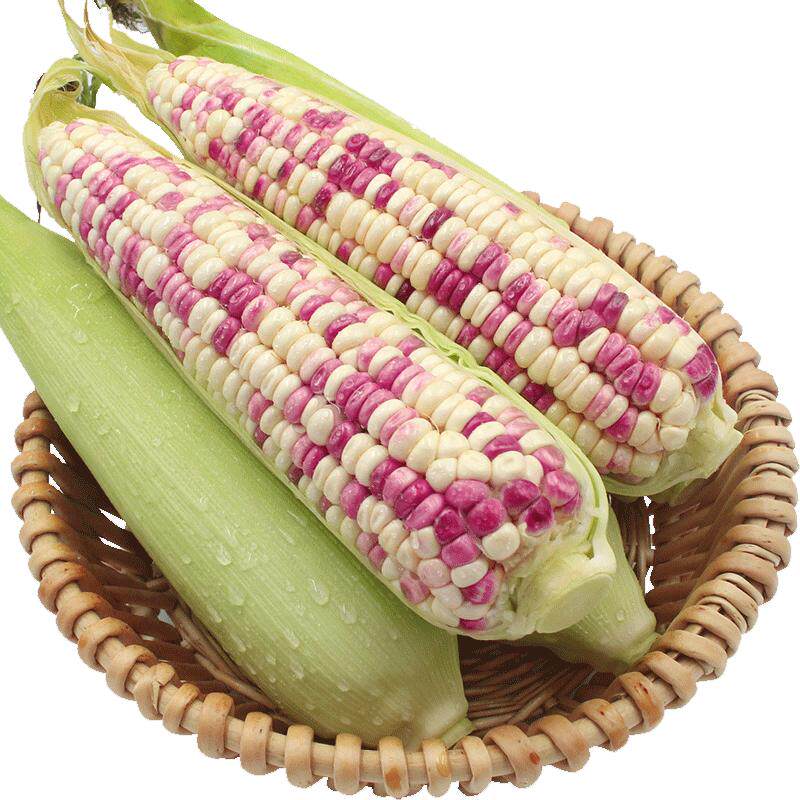 正宗新鲜花糯玉米农家