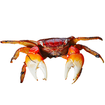 红鳌相手蟹宠物小螃蟹活体爬宠鱼缸观赏蟹深水蟹原生淡水蟹将军蟹