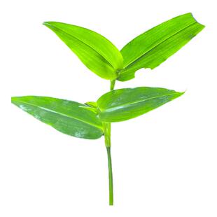 鸭跖草 竹叶草新鲜中药材纯天然水竹叶痰火草湖南现摘现发车前草