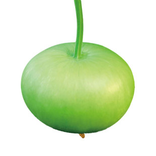 苹果瓠瓜种籽短瓠瓜蒲瓜种子菜葫芦小瓠子瓜籽种长瓢圆弧四季种植