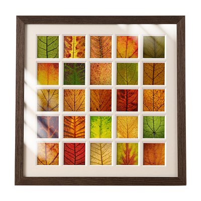 落叶标本相框植物叶子树叶收纳框