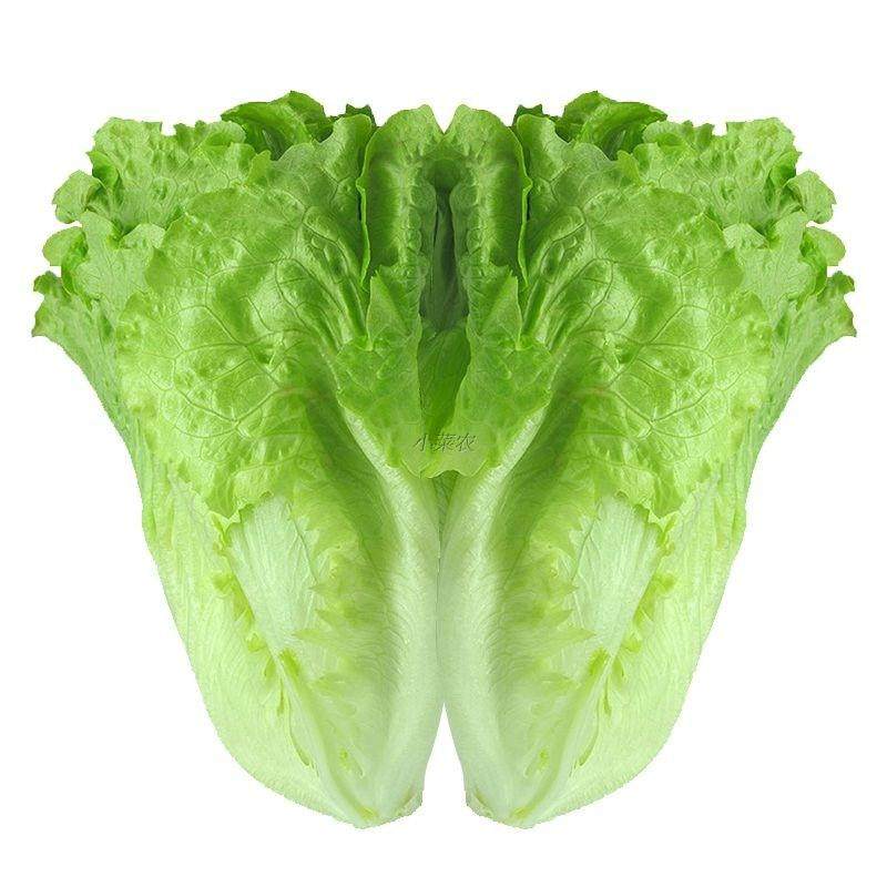 意大利耐抽苔生菜种子生菜农家生菜种籽四季春秋冬耐热耐高温夏季