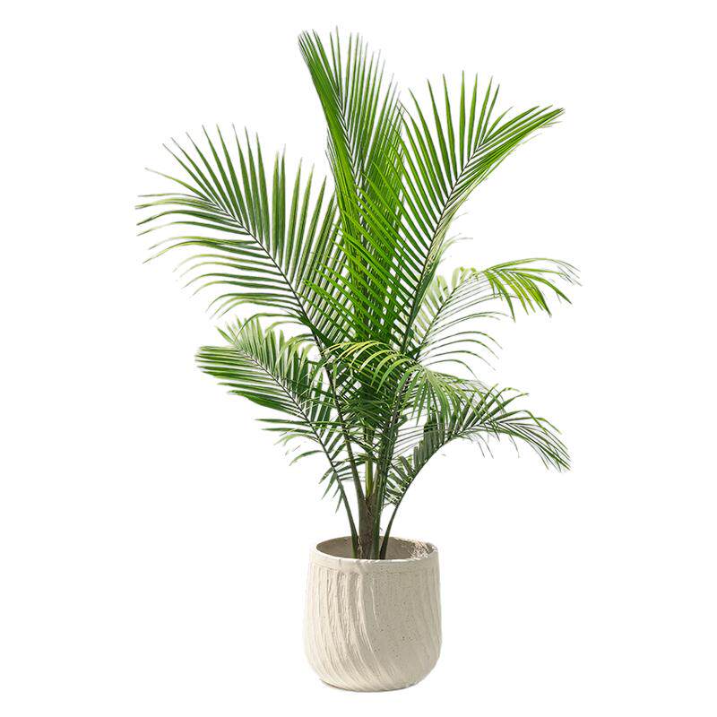 国王椰子树盆栽室内净化空气棕榈绿植热带雨林风庭院别墅观叶植物