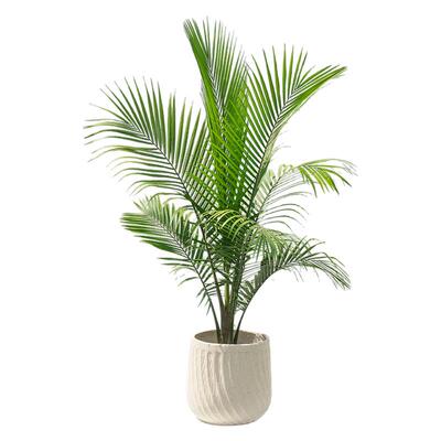 国王椰子树盆栽室内净化空气棕榈绿植热带雨林风庭院别墅观叶植物